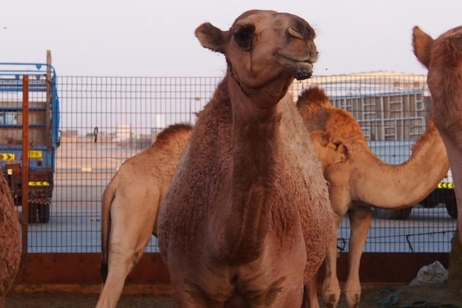 AL AIN TOUR PREMIUM
